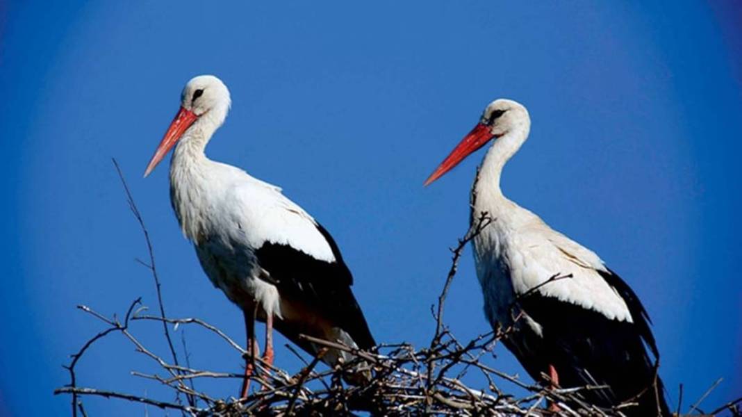 Artık bu zahmete girmiyorlar bile! Doğanın dengesinin bozulduğunun en büyük ispatı gibi... 4